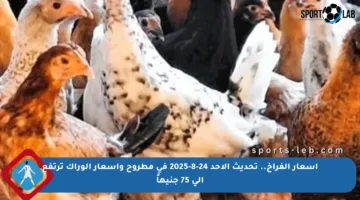 أسعار الفراخ.. تحديث الأحد 24-8-2025 في مطروح وأسعار الوراك ترتفع إلى 75 جنيهاً